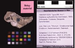 Foto (Objekt + Etiketten) von Distefania oxythyreiformis (Gemmelaro, 1869) (NHMW-GEO-1990-0041-0259)